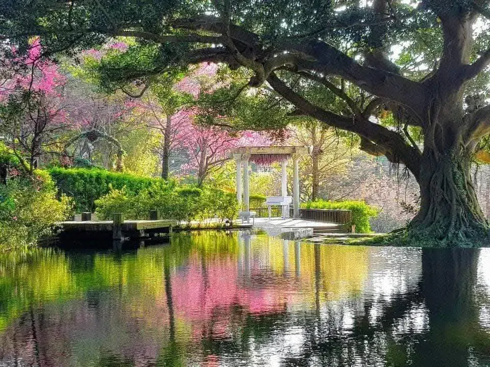 春櫻湖畔 真愛桃花源春季湖畔景致,粉色櫻花與百年老樹垂枝環抱水池,花色與樹影完整倒映水面,湖心設有木棧平台