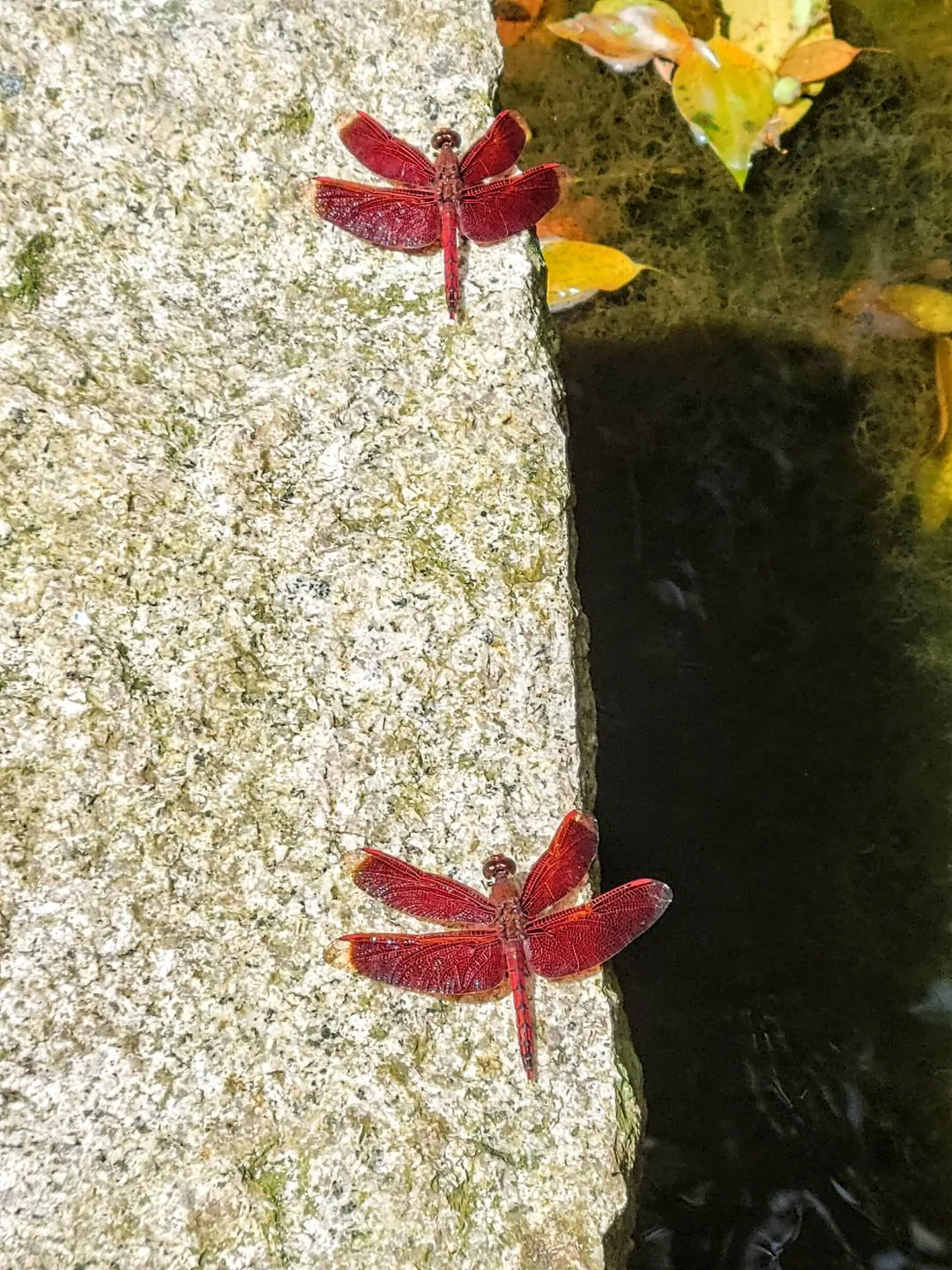 兩隻紅蜻蜓停在真愛桃花源水池畔的石上,秋季常見的園區訪客