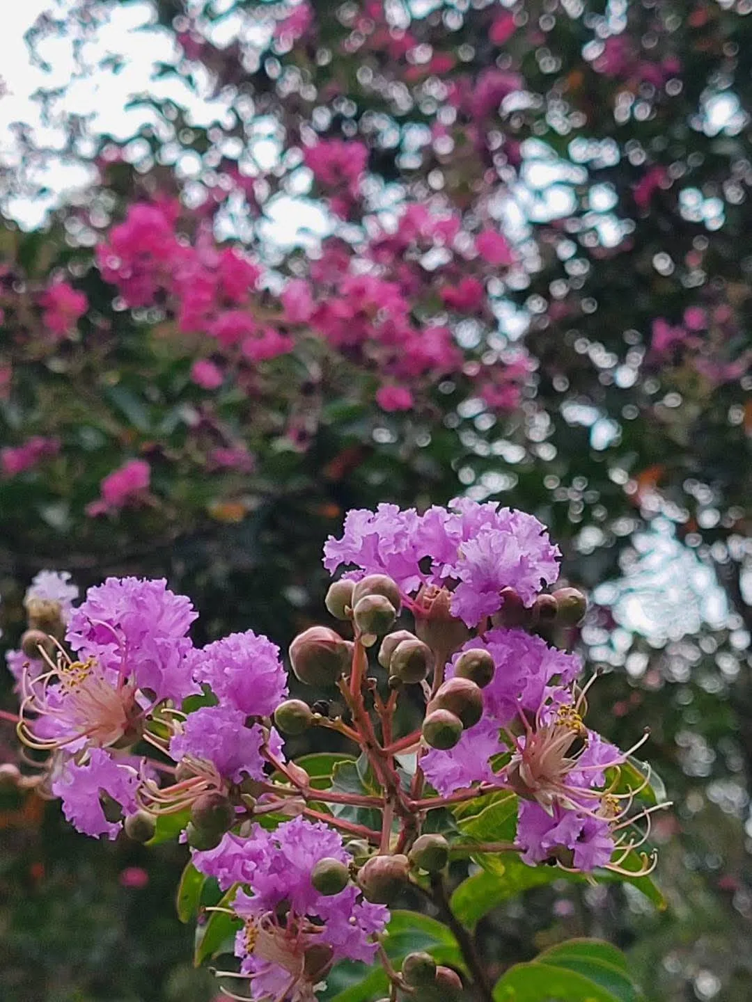 真愛桃花源夏季紫薇花特寫，粉紫色花瓣與花苞在樹梢綻放