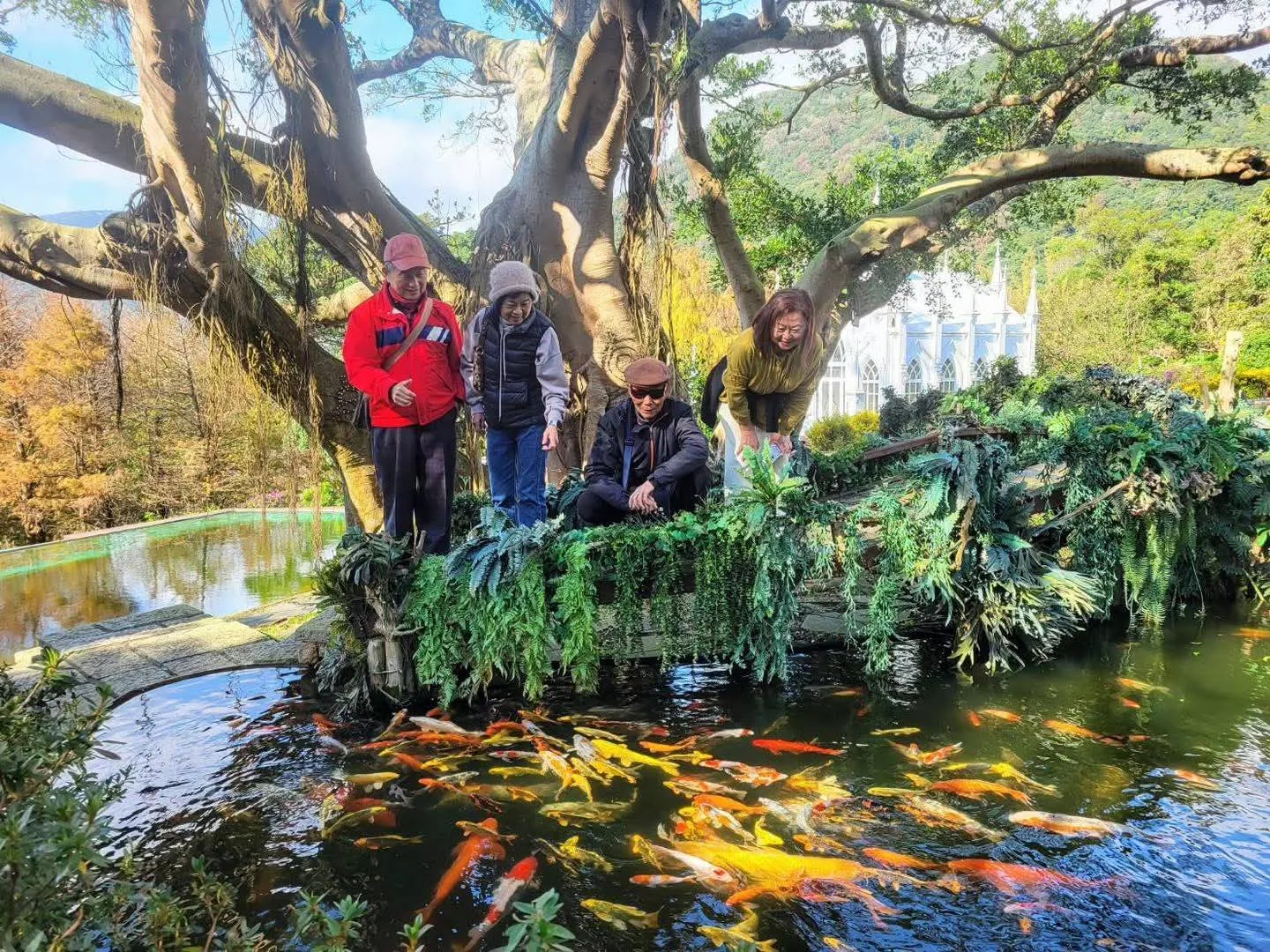 真愛桃花源錦鯉池，遊客在百年老樹下的池畔餵魚，池中滿是紅白錦鯉