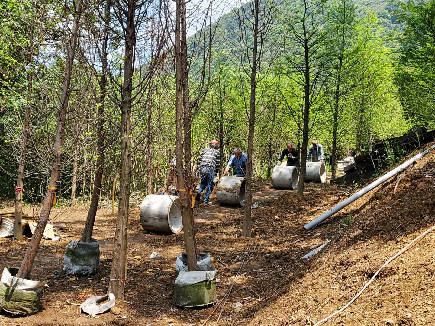 真愛桃花源山坡工地，工人在剛種下、根球還包著不織布的落羽松幼樹之間，徒手滾動水泥涵管鋪設排水，遠處是青翠山林