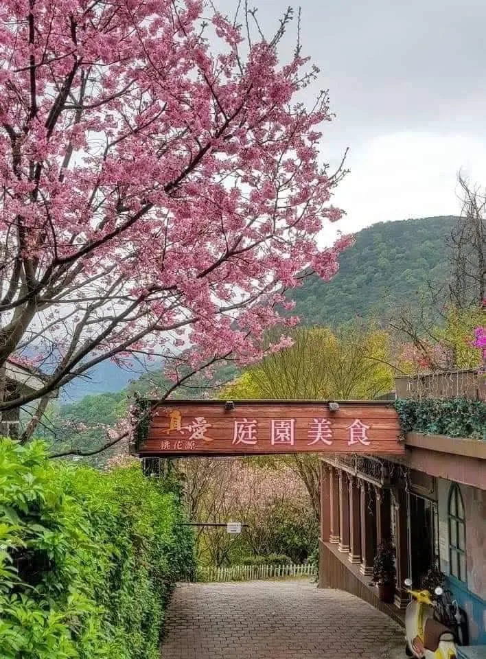真愛桃花源「庭園美食」入口木招牌，春季山櫻盛開於步道兩側，背景為陽明山山景