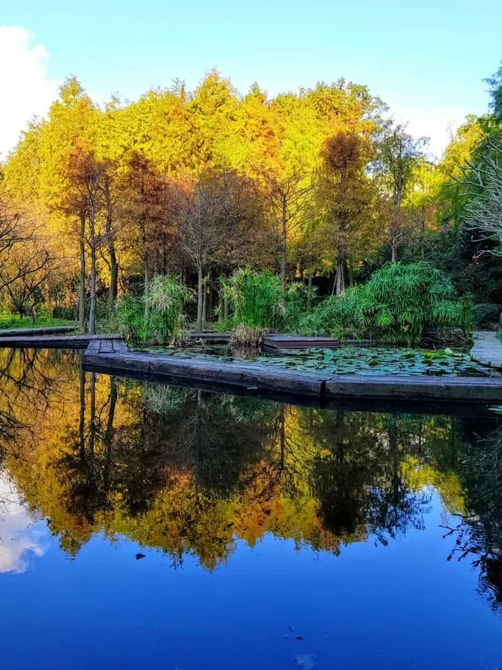 真愛桃花源落羽松轉為金黃，樹影與藍天一起倒映在園區水池上