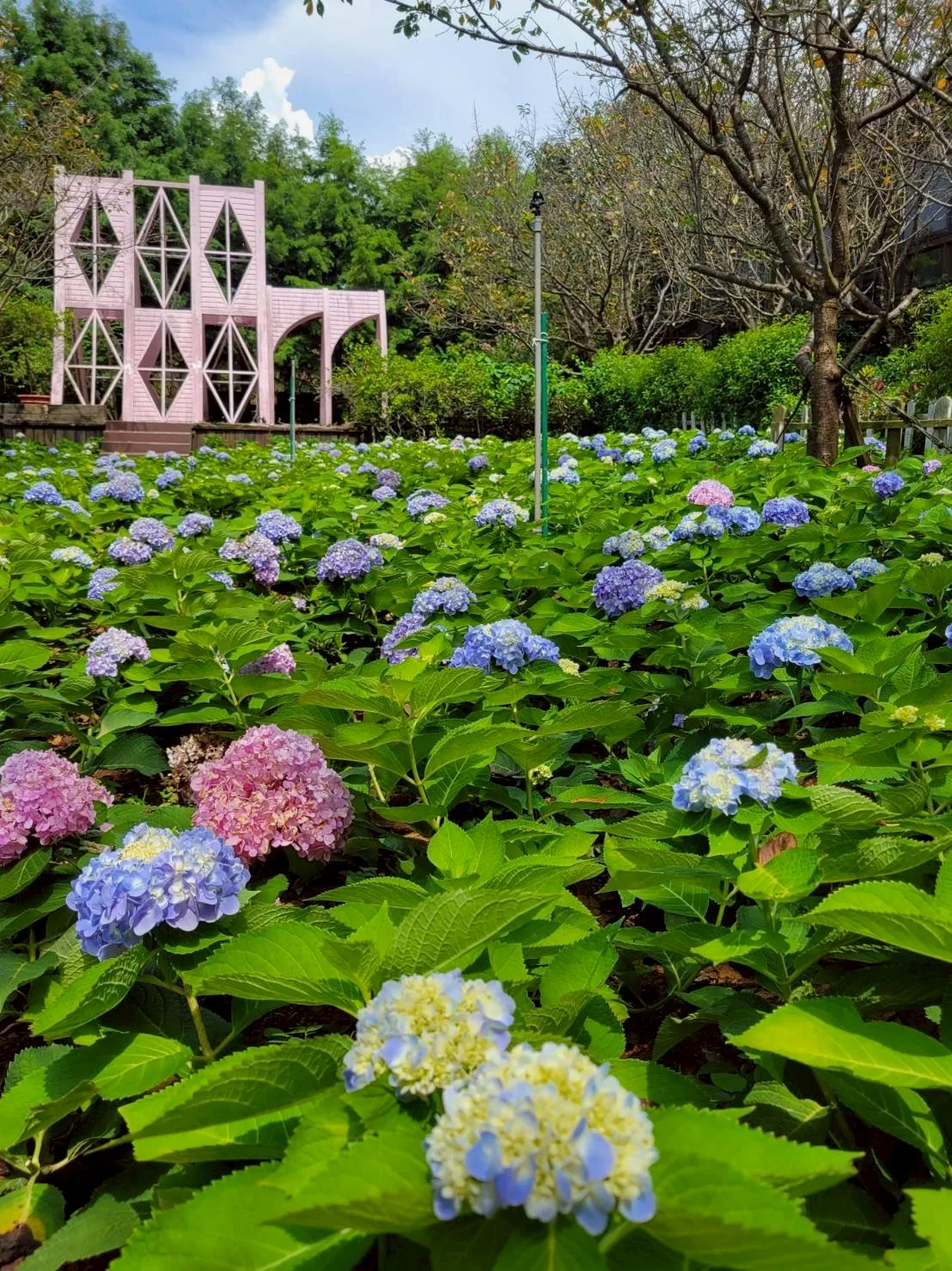 真愛桃花源繡球花海