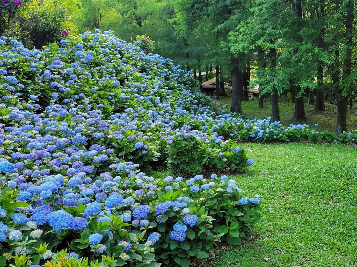 真愛桃花源庭園花徑
