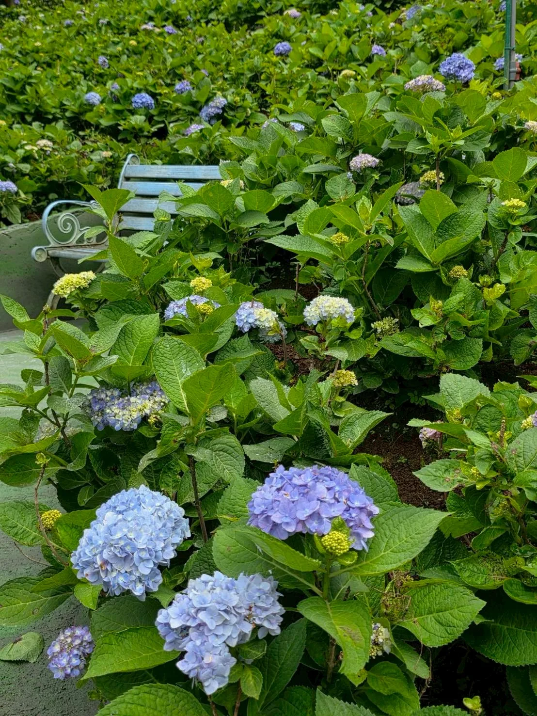 真愛桃花源庭園花徑
