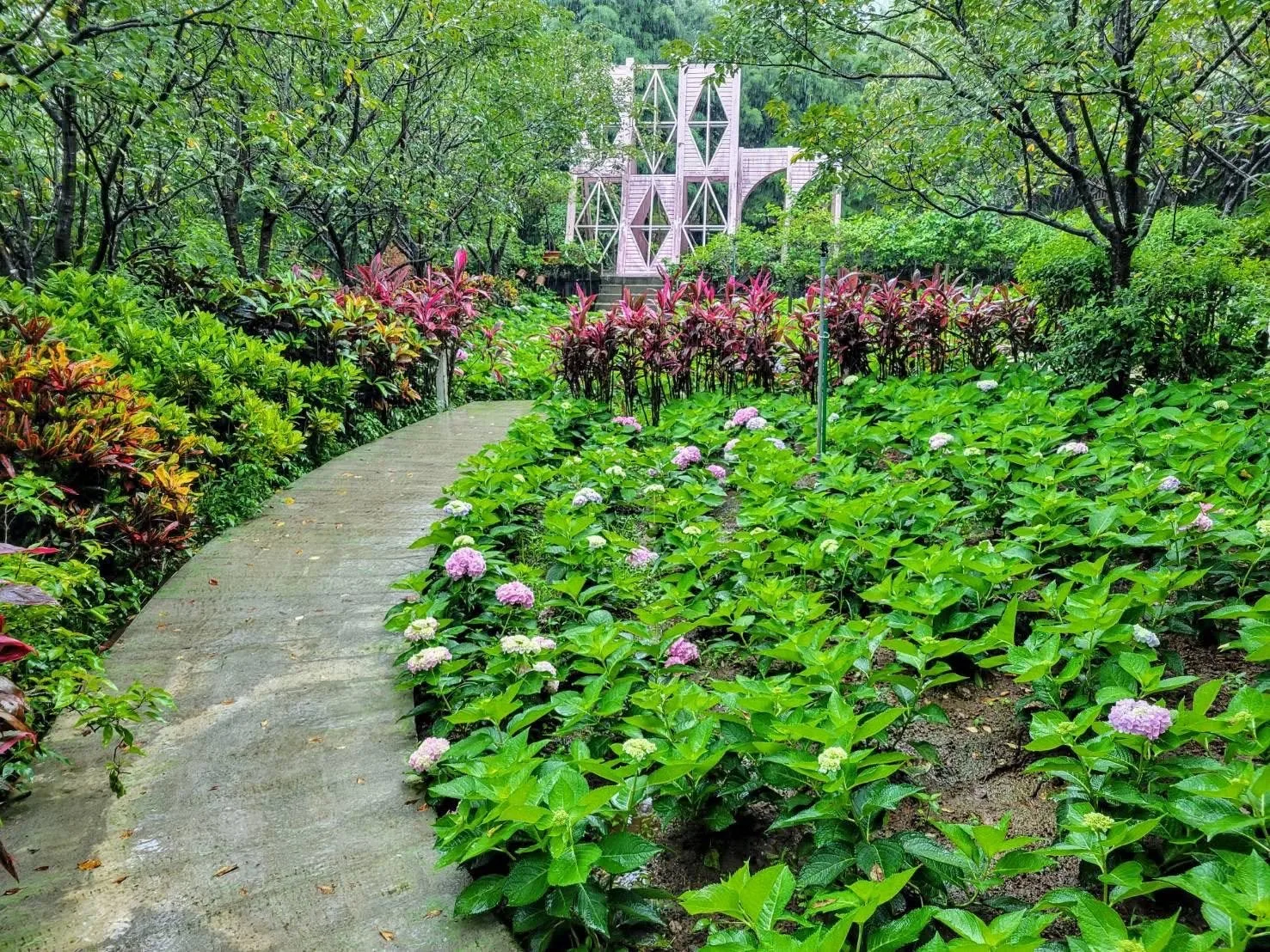 繡球花步道 繡球花步道