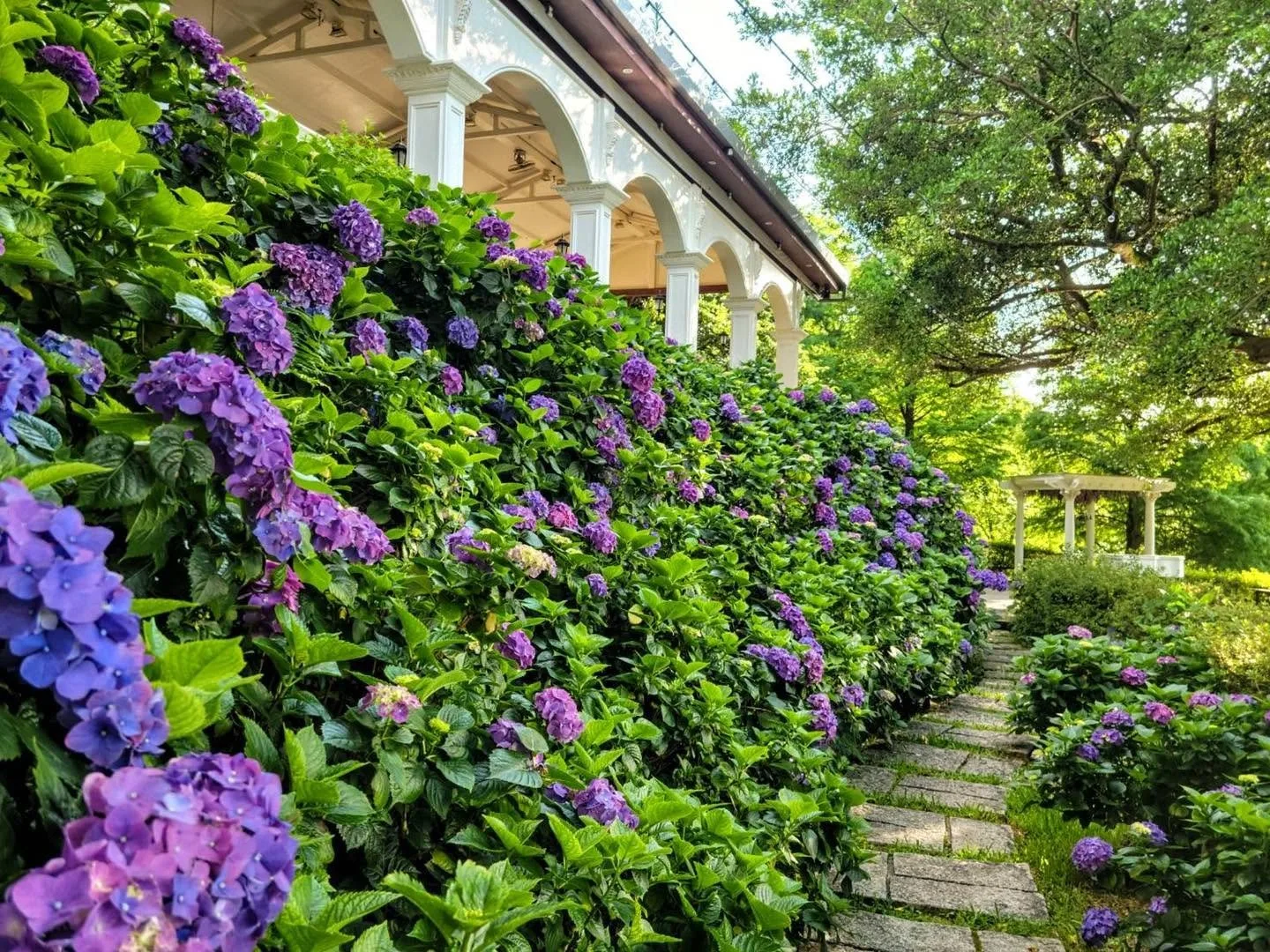 繡球花園全景 - 真愛桃花源活動場地 繡球花園全景