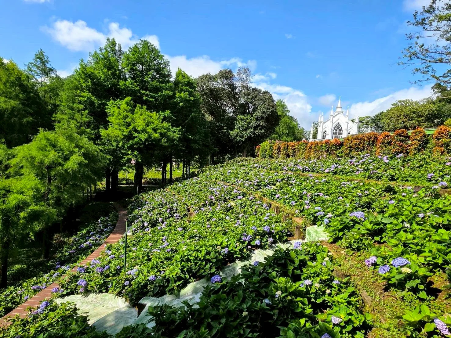 繡球花海全景 繡球花海全景