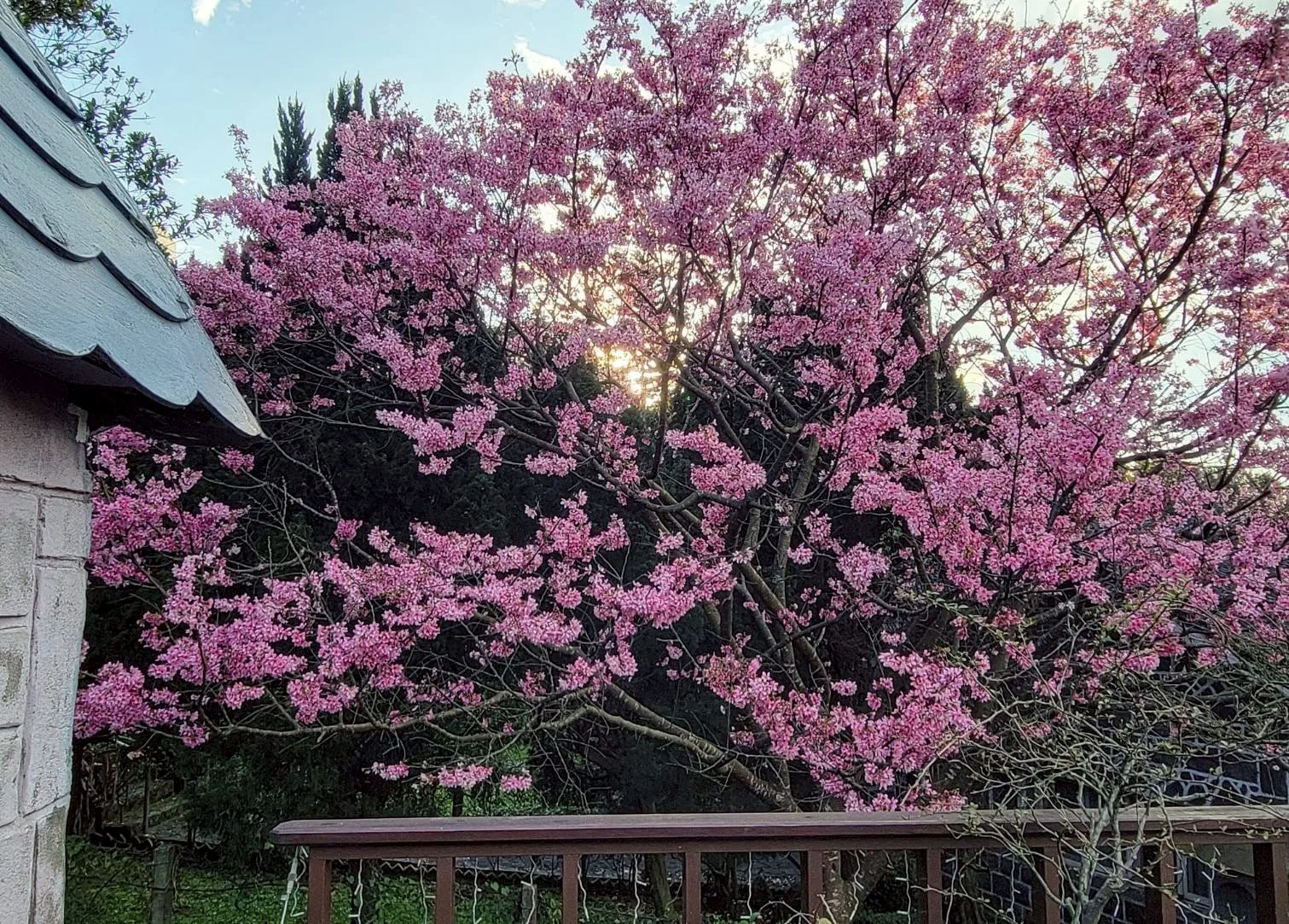 桃花源四季景色 - 真愛桃花源活動場地 桃花源四季景色