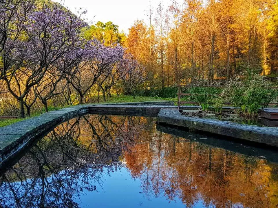 落羽松水池 真愛桃花源秋冬落羽松轉色,橙金樹影與藍天一起倒映在園區長方水池,前景為紫花喬木