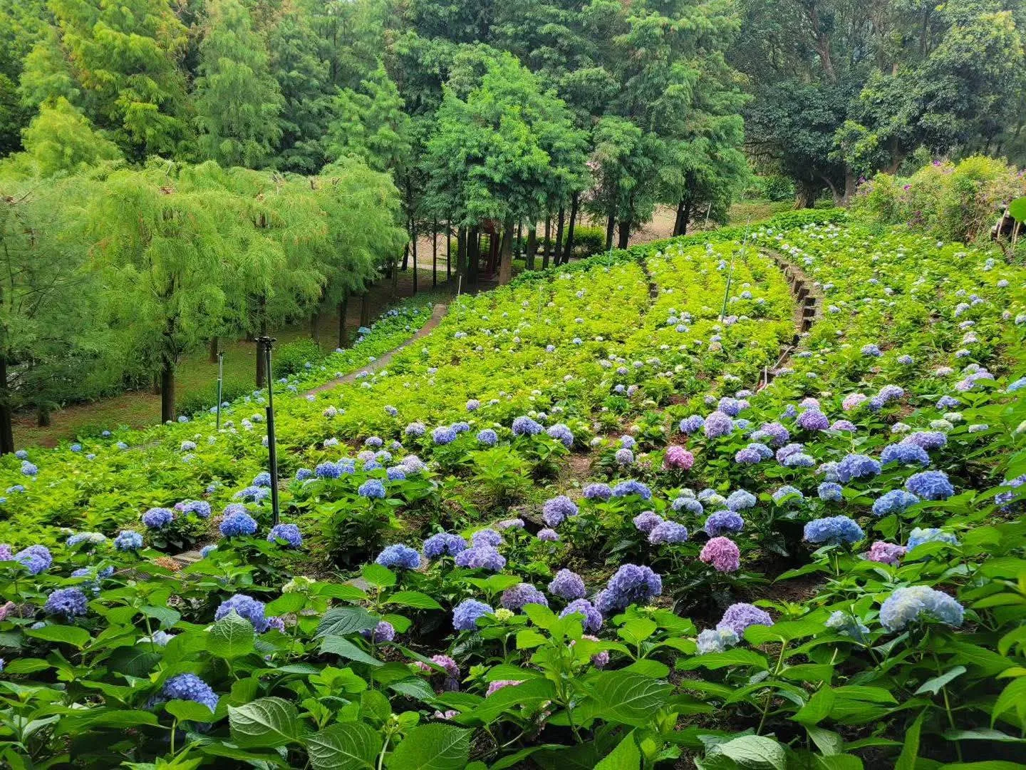 繡球花梯田 真愛桃花源繡球花梯田花海,藍紫與粉色花球沿山坡層層排列,後方為柳樹與山林步道(每年 5–7 月)