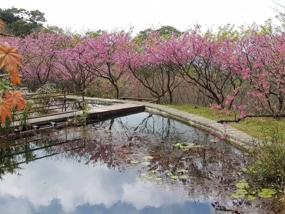 櫻花水池 真愛桃花源春季櫻花林環抱園區水池,粉色櫻花與雲影同時倒映水面