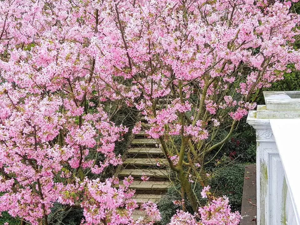櫻花石階 真愛桃花源春季櫻花盛開於園區石階兩側,粉色花海沿階梯而上,白色石柱欄杆穿插其間