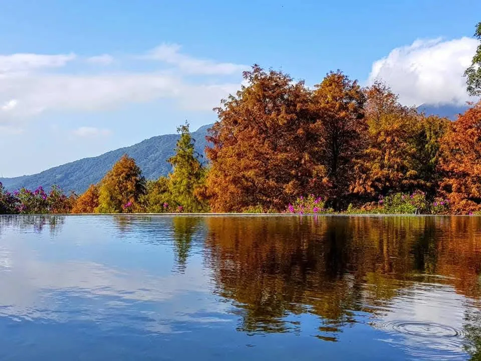 秋色湖景 真愛桃花源園區湖景,環湖樹林轉紅並完整倒映水面,遠處為陽明山群山
