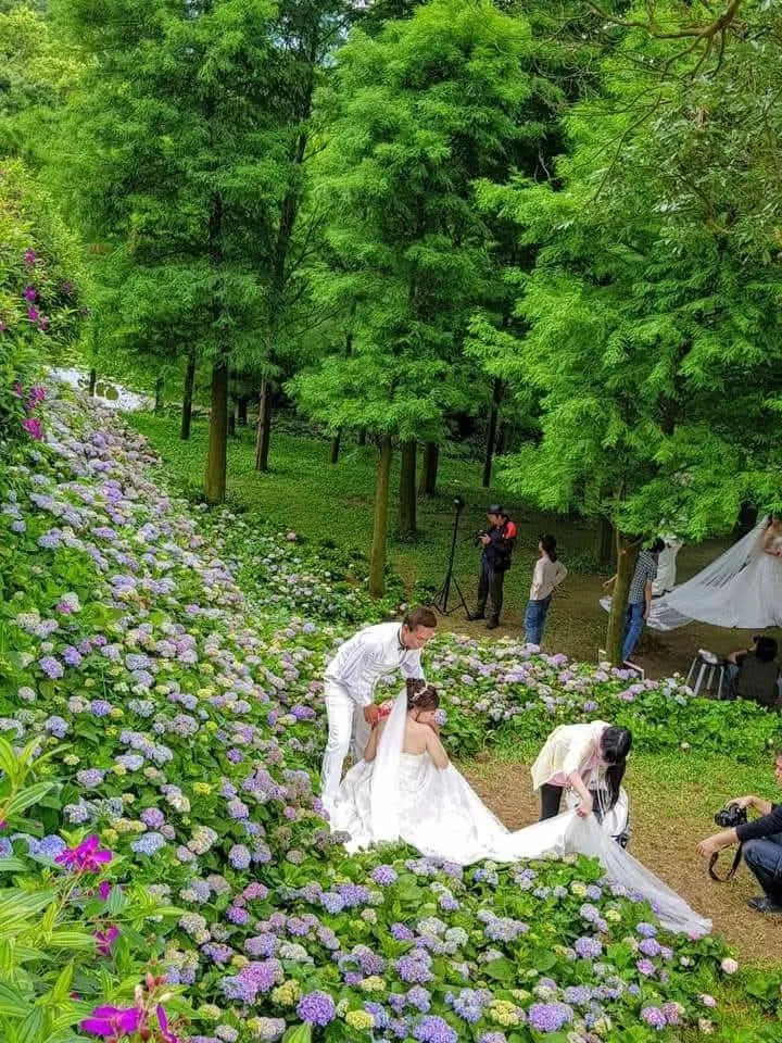繡球花婚攝 新娘於紫色花叢草地拍攝婚紗,真愛桃花源園區花園步道