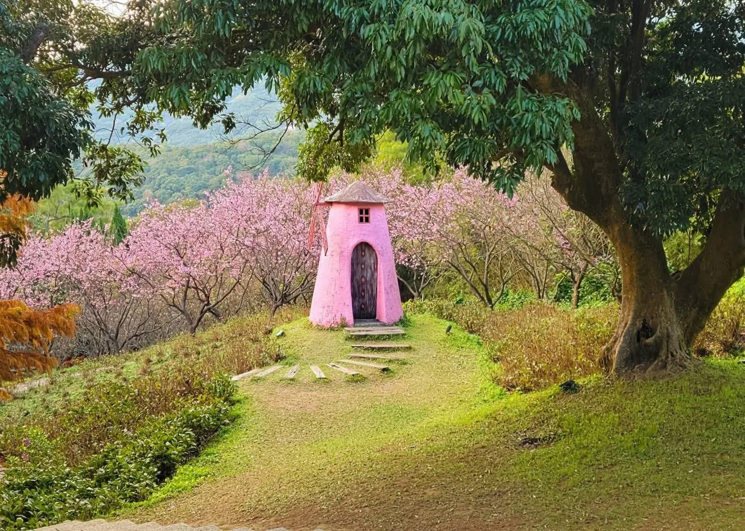 真愛桃花源櫻花步道與粉色小屋｜台北陽明山婚紗外拍取景點